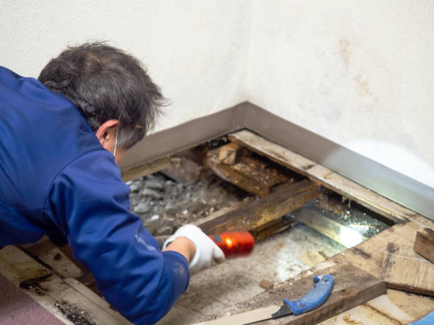 Best Crawl Space Mold Remediation in Walled Lake, MI