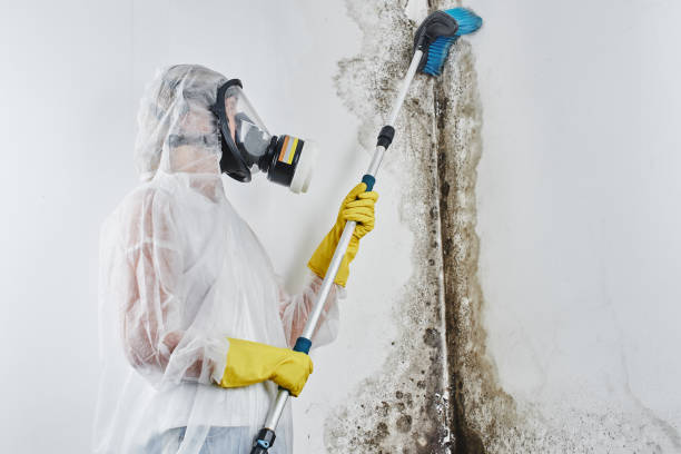 Best Emergency Mold Remediation in Walled Lake, MI