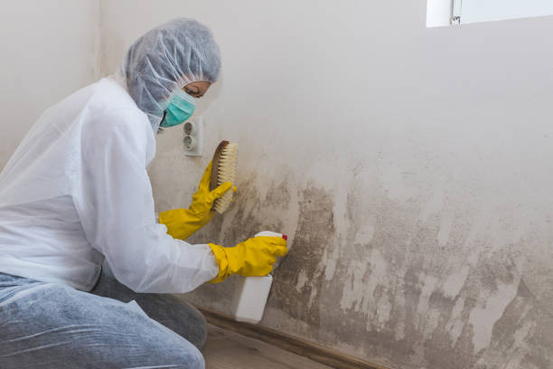 Best Basement Mold Remediation in Walled Lake, MI