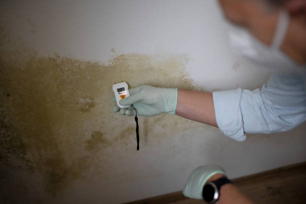 Best Crawl Space Mold Remediation in Walled Lake, MI
