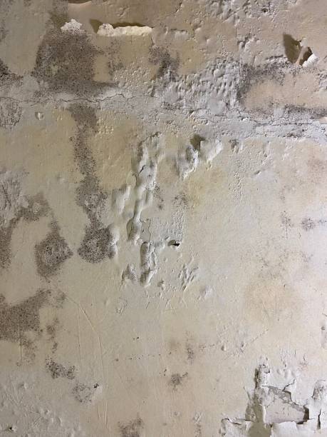 Best Industrial Mold Remediation in Walled Lake, MI