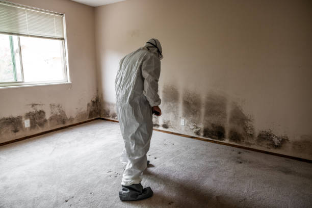 Best Mold Testing and Inspection Services in Walled Lake, MI