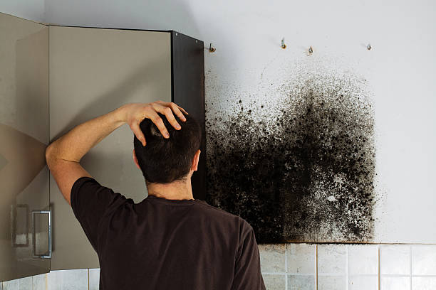 Best Black Mold Remediation in Walled Lake, MI