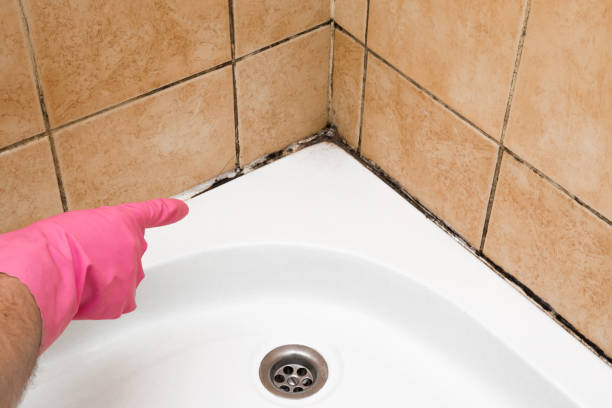 Best Bathroom Mold Remediation in Walled Lake, MI